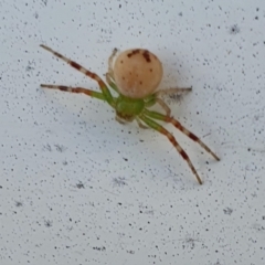 Australomisidia pilula at Rugosa - 13 Dec 2023