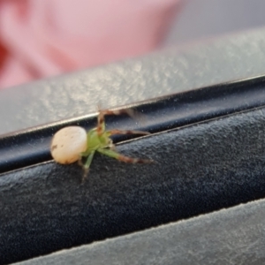 Australomisidia pilula at Rugosa - 13 Dec 2023