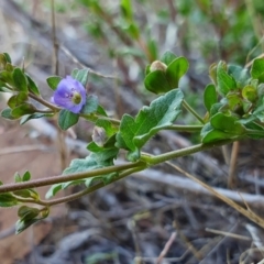 Veronica plebeia (Trailing Speedwell, Creeping Speedwell) at Rugosa - 12 Dec 2023 by SenexRugosus