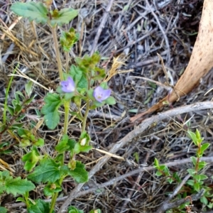 Veronica plebeia at Rugosa - 12 Dec 2023