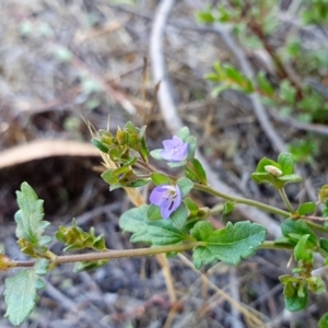 Veronica plebeia at Rugosa - 12 Dec 2023