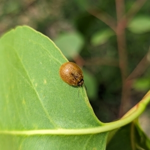 Paropsisterna cloelia at Holder, ACT - 12 Dec 2023