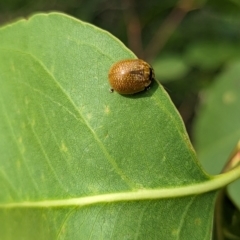 Paropsisterna cloelia at Holder, ACT - 12 Dec 2023