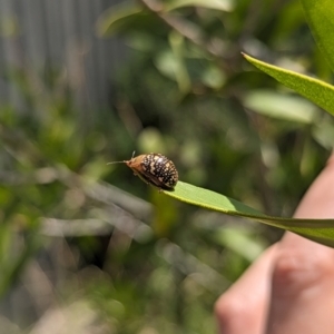 Paropsis pictipennis at Holder, ACT - 12 Dec 2023 02:33 PM