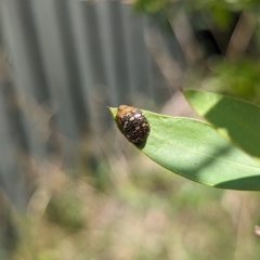 Paropsis pictipennis at Holder, ACT - 12 Dec 2023 02:33 PM