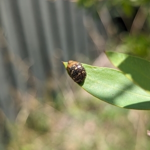 Paropsis pictipennis at Holder, ACT - 12 Dec 2023