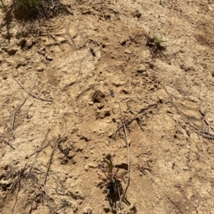 Bembix sp. (genus) at Namadgi National Park - 13 Dec 2023