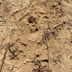 Bembix sp. (genus) at Namadgi National Park - 13 Dec 2023