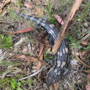 Tiliqua nigrolutea at Namadgi National Park - 13 Dec 2023