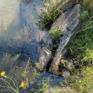 Austrelaps ramsayi at Namadgi National Park - 13 Dec 2023 12:00 PM