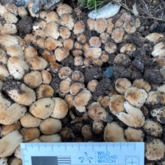 Coprinellus truncorum at Wingecarribee Local Government Area - 2 Dec 2023 by GlossyGal