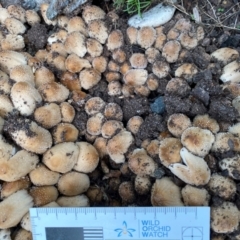 Coprinellus truncorum at Burradoo, NSW - 2 Dec 2023 by GlossyGal