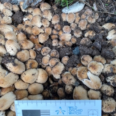 Coprinellus truncorum at Burradoo - 2 Dec 2023 by GlossyGal