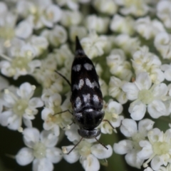 Mordella sydneyana (Pintail Beetle) at Higgins, ACT - 12 Dec 2023 by AlisonMilton