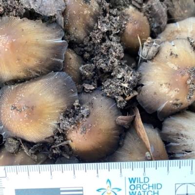 Coprinopsis sp. at Burradoo - 2 Dec 2023 by GlossyGal