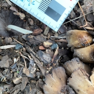 Coprinopsis sp. at Wingecarribee Local Government Area - suppressed