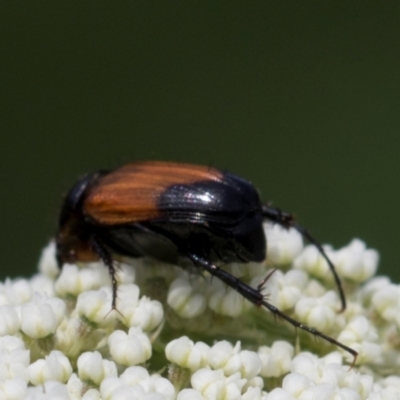 Phyllotocus navicularis (Nectar scarab) at Higgins, ACT - 12 Dec 2023 by AlisonMilton