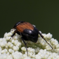 Phyllotocus navicularis at Higgins, ACT - 12 Dec 2023 01:30 PM