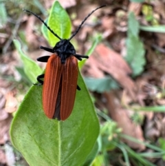 Porrostoma rhipidium (Long-nosed Lycid (Net-winged) beetle) at Mount Ainslie - 14 Oct 2023 by Pirom