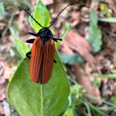 Porrostoma rhipidium (Long-nosed Lycid (Net-winged) beetle) at Ainslie, ACT - 14 Oct 2023 by Pirom