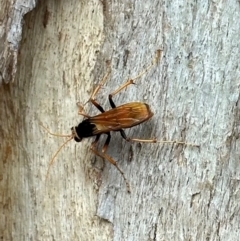 Cryptocheilus sp. (genus) (Spider wasp) at Ainslie, ACT - 1 Dec 2023 by Pirom