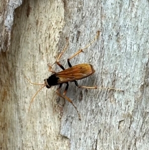 Cryptocheilus sp. (genus) at Mount Ainslie - 1 Dec 2023