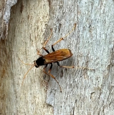 Cryptocheilus bicolor (Orange Spider Wasp) at Mount Ainslie - 1 Dec 2023 by Pirom