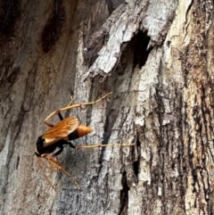 Cryptocheilus sp. (genus) at Mount Ainslie - 1 Dec 2023