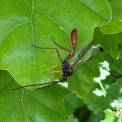 Dusona sp. (genus) (A Campopleginae Parasitic Wasp) at Ainslie, ACT - 14 Oct 2023 by Pirom