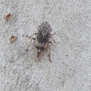 Stenocotis depressa at Magpie Hill Park, Lyneham - 13 Dec 2023 01:14 PM