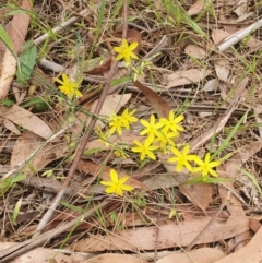 Tricoryne elatior (Yellow Rush Lily) at Magpie Hill Park, Lyneham - 13 Dec 2023 by MPhillips