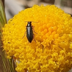 Dasytinae (subfamily) (Soft-winged flower beetle) at Crace Grassland (CR_2) - 2 Nov 2023 by MiaThurgate