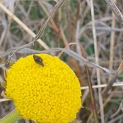 Dasytinae (subfamily) at Crace Grassland (CR_2) - 3 Nov 2023