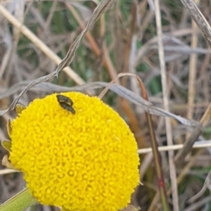 Dasytinae (subfamily) at Crace Grassland (CR_2) - 3 Nov 2023