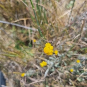 Dasytinae (subfamily) at Crace Grassland (CR_2) - 3 Nov 2023