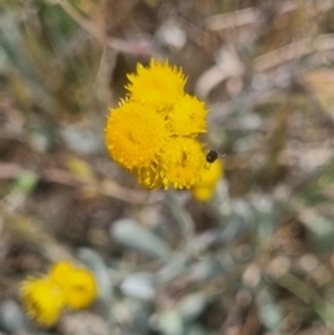 Dasytinae (subfamily) at Crace Grassland (CR_2) - 3 Nov 2023