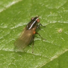 Poecilohetaerus aquilus (A lauxaniid fly) at Higgins, ACT - 11 Dec 2023 by AlisonMilton