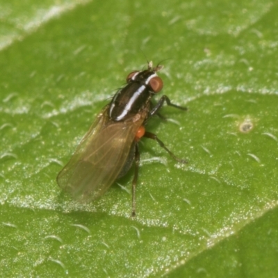 Poecilohetaerus aquilus (A lauxaniid fly) at Higgins, ACT - 11 Dec 2023 by AlisonMilton