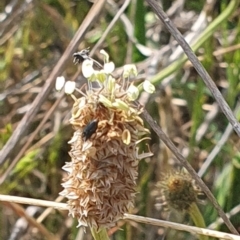 Dasytinae (subfamily) (Soft-winged flower beetle) at Crace Grasslands - 2 Nov 2023 by MiaThurgate