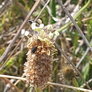 Dasytinae (subfamily) at Crace Grassland (CR_2) - 3 Nov 2023 10:38 AM