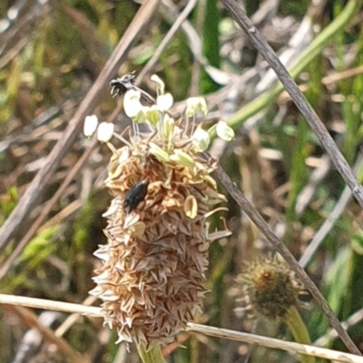 Dasytinae (subfamily) (Soft-winged flower beetle) at Crace Grassland (CR_2) - 3 Nov 2023 by MiaThurgate