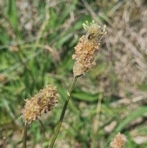 Dasytinae (subfamily) at Crace Grassland (CR_2) - 3 Nov 2023
