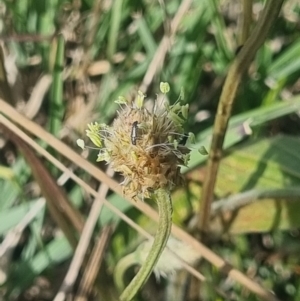 Dasytinae (subfamily) at Crace Grassland (CR_2) - 3 Nov 2023