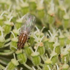 Sapromyza brunneovittata at Higgins, ACT - 11 Dec 2023