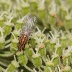 Sapromyza brunneovittata (A lauxid fly) at Higgins, ACT - 11 Dec 2023 by AlisonMilton