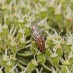 Sapromyza brunneovittata at Higgins, ACT - 11 Dec 2023 11:05 AM