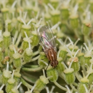 Sapromyza brunneovittata at Higgins, ACT - 11 Dec 2023