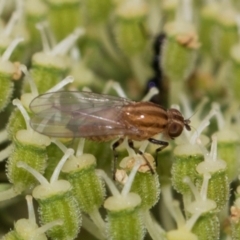 Sapromyza brunneovittata at Higgins, ACT - 11 Dec 2023 11:05 AM