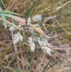 Carphurini sp. (tribe) (Soft-winged flower beetle) at Crace Grasslands - 2 Nov 2023 by MiaThurgate