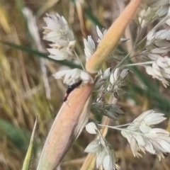 Carphurini sp. (tribe) at Crace Grassland (CR_2) - 3 Nov 2023